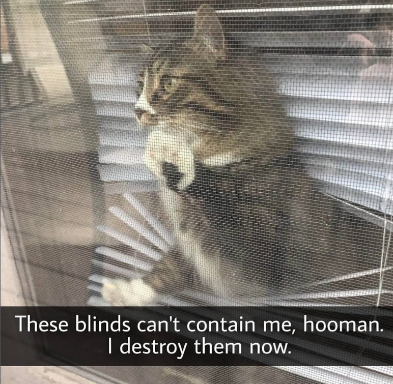 These blinds can't contain me, hooman. I destroy them now.