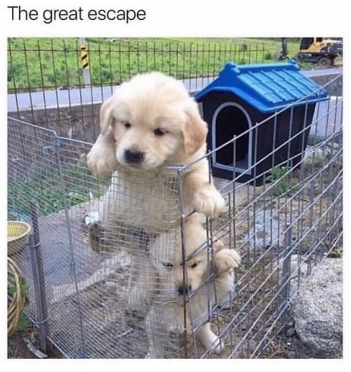 The great escape