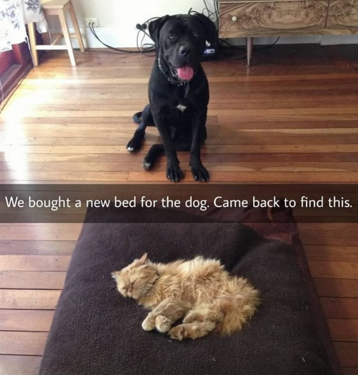 We bought a new bed for the dog. Came back to find this.