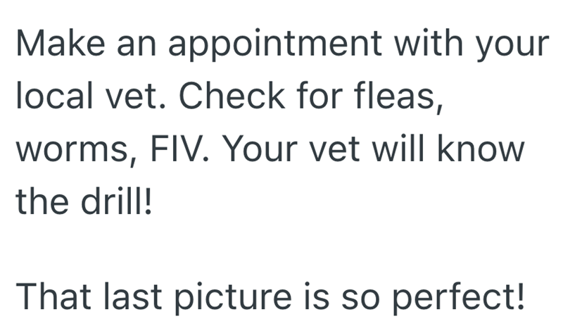 Make an appointment with your local vet. Check for fleas, worms, FIV. Your vet will know the drill! That last picture is so perfect!