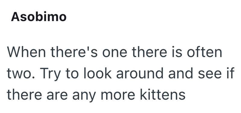 Asobimo When there's one there is often two. Try to look around and see if there are any more kittens