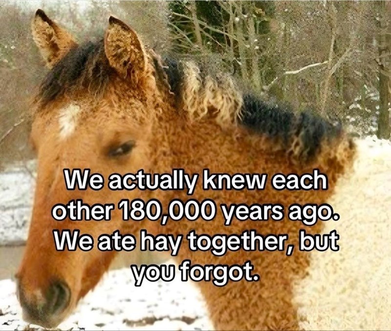We actually knew each other 180,000 years ago. We ate hay together, but you forgot.