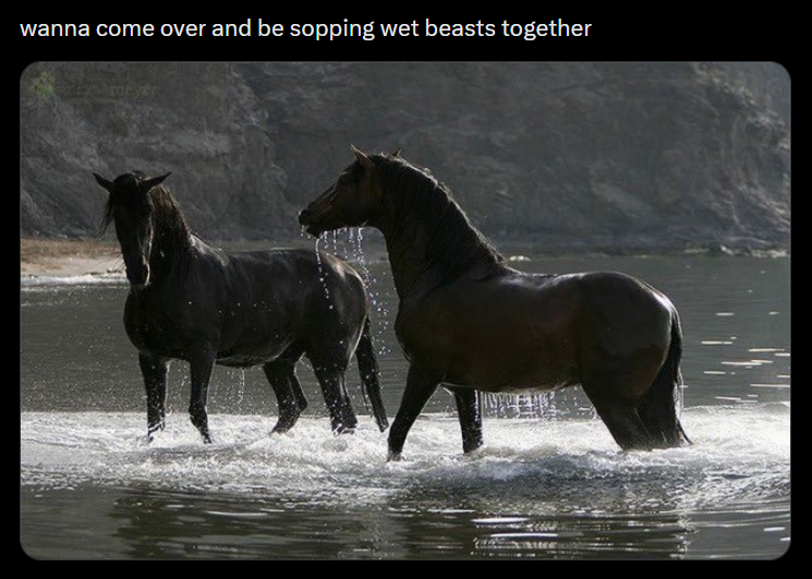 wanna come over and be sopping wet beasts together