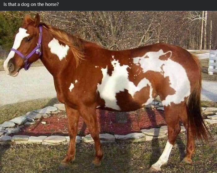 Is that a dog on the horse?