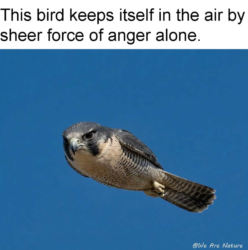 This bird keeps itself in the air by sheer force of anger alone. @We Are Nature