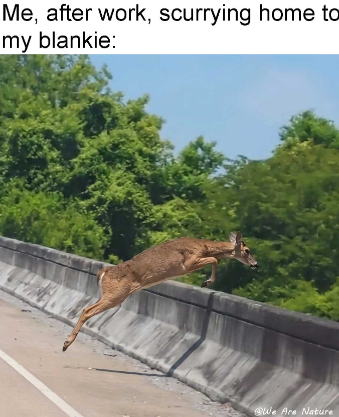 Me, after work, scurrying home to my blankie: @We Are Nature