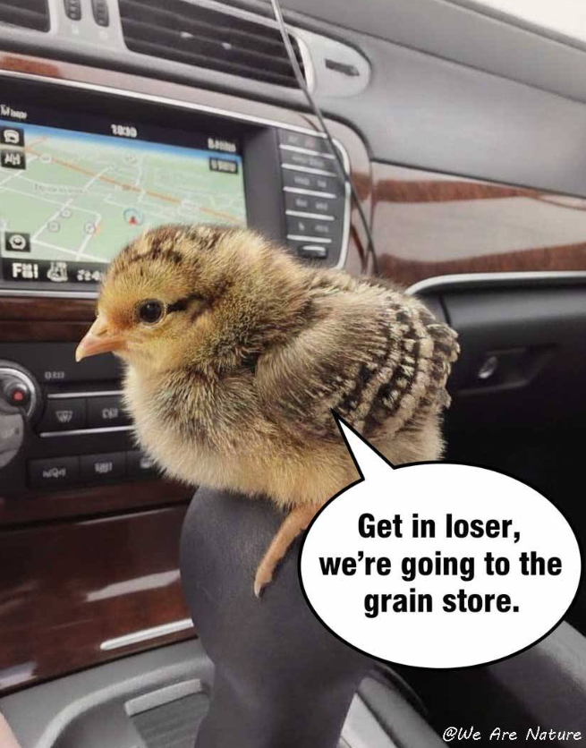 AH O Fal 70 18:30 B Get in loser, we're going to the grain store. @We Are Nature