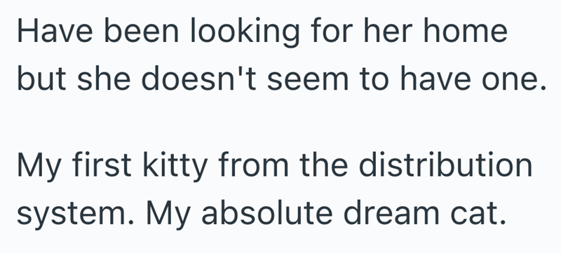 Have been looking for her home but she doesn't seem to have one. My first kitty from the distribution system. My absolute dream cat.