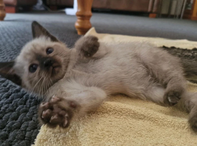 Cheezburger Image 10618566912