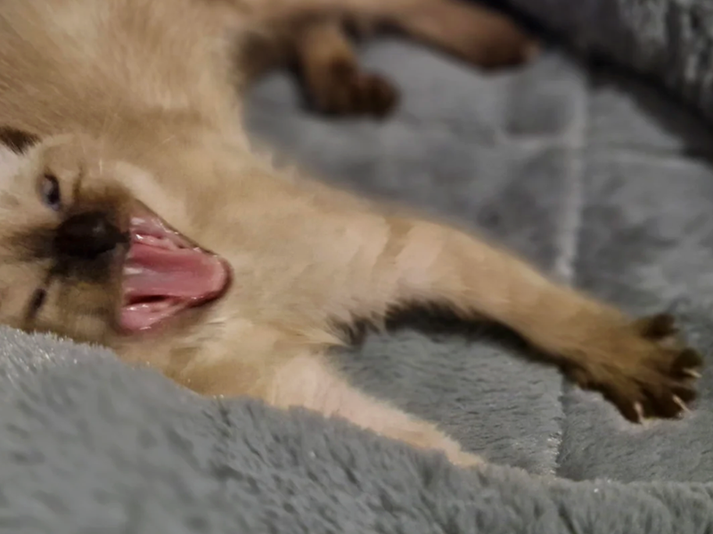 Cheezburger Image 10618567168