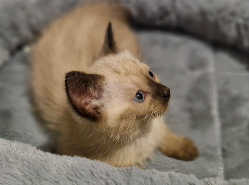 Cheezburger Image 10618567424