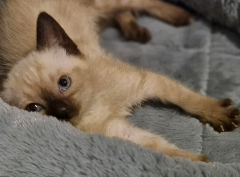 Cheezburger Image 10618567680