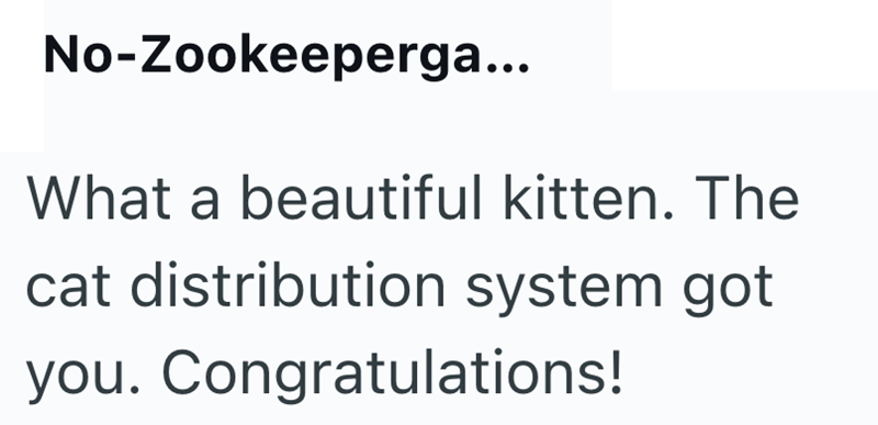 No-Zookeeperga... What a beautiful kitten. The cat distribution system got you. Congratulations!