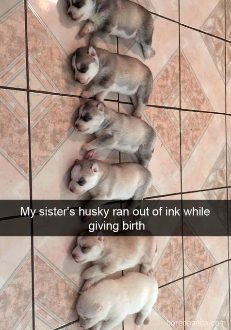 My sister's husky ran out of ink while giving birth boredpanda.com