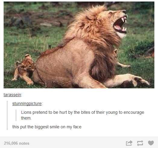 tarassein: stunningpicture Lions pretend to be hurt by the bites of their young to encourage them. this put the biggest smile on my face 216,006 notes
