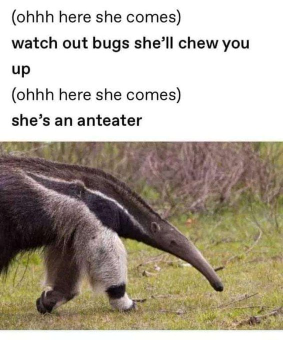 (ohhh here she comes) watch out bugs she'll chew you up (ohhh here she comes) she's an anteater