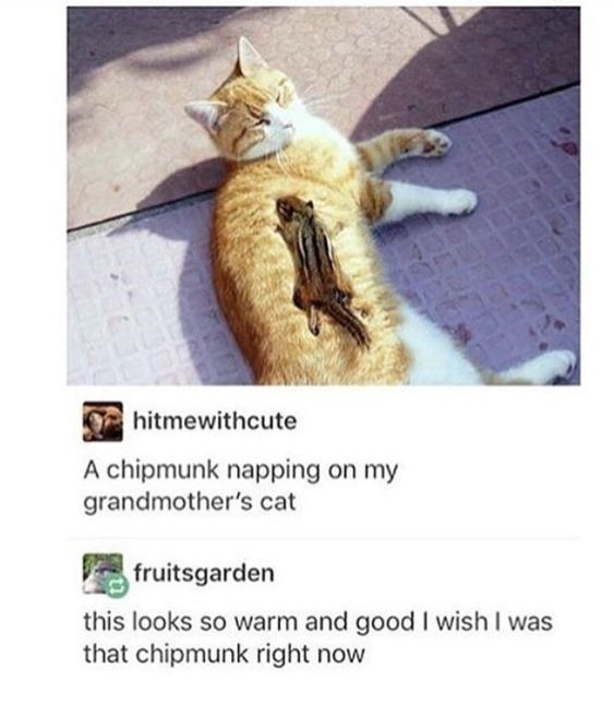 hitmewithcute A chipmunk napping on my grandmother's cat fruitsgarden this looks so warm and good I wish I was that chipmunk right now