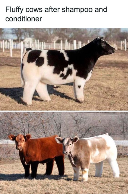 Fluffy cows after shampoo and conditioner