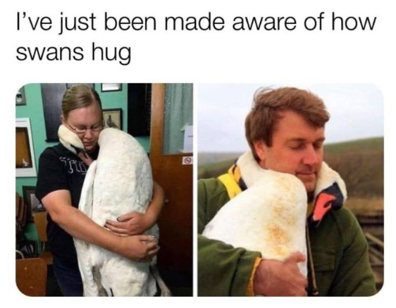 I've just been made aware of how swans hug