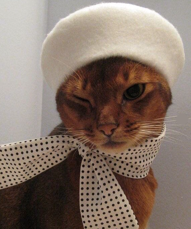 Cheezburger Image 10618600448