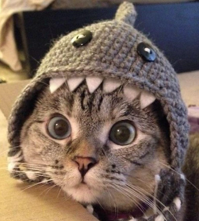 Cheezburger Image 10618601984