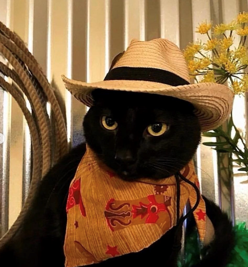 Cheezburger Image 10618602496