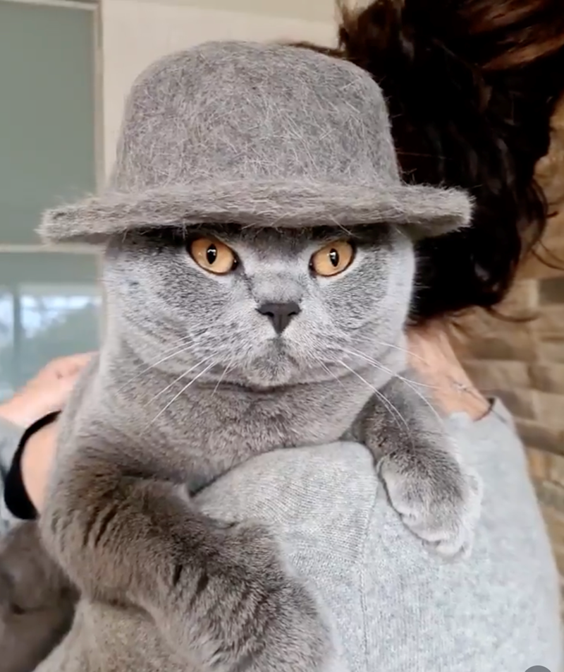 Cheezburger Image 10618604032