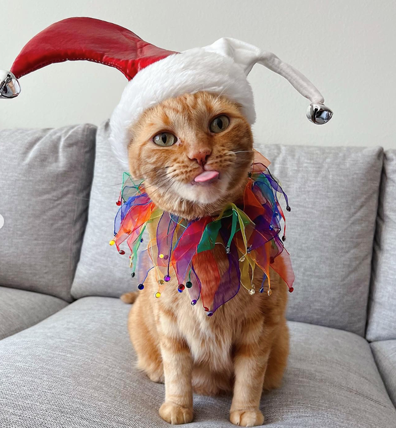 Cheezburger Image 10618606592