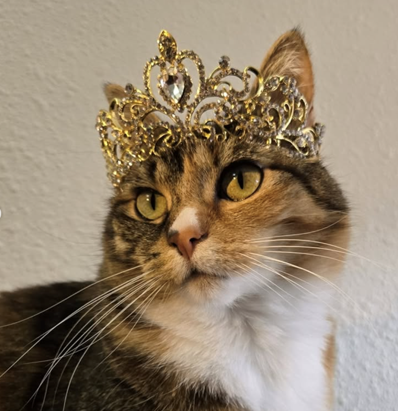 Cheezburger Image 10618606848