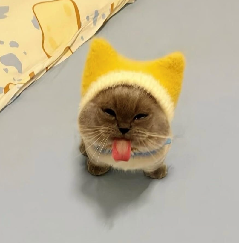 Cheezburger Image 10618607616