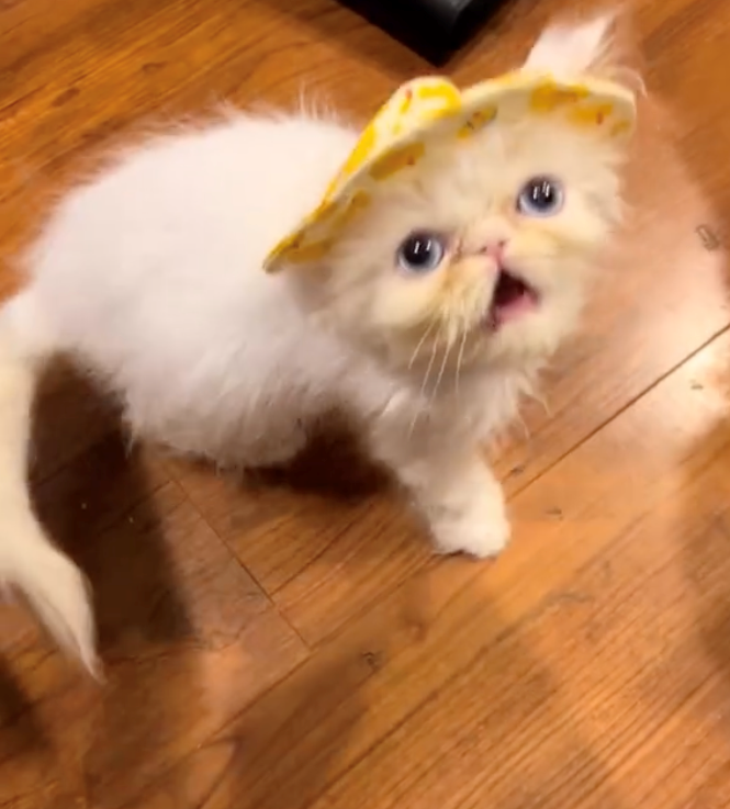 Cheezburger Image 10618608384