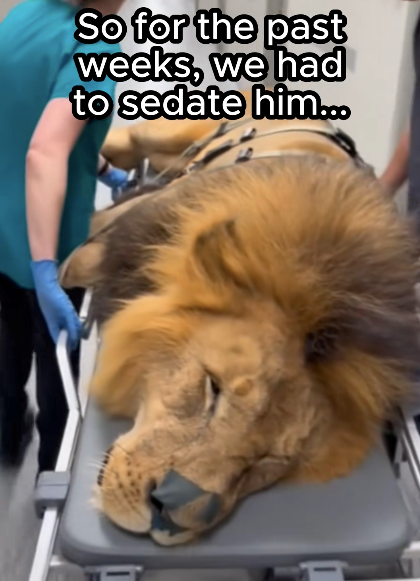 So for the past weeks, we had to sedate him...