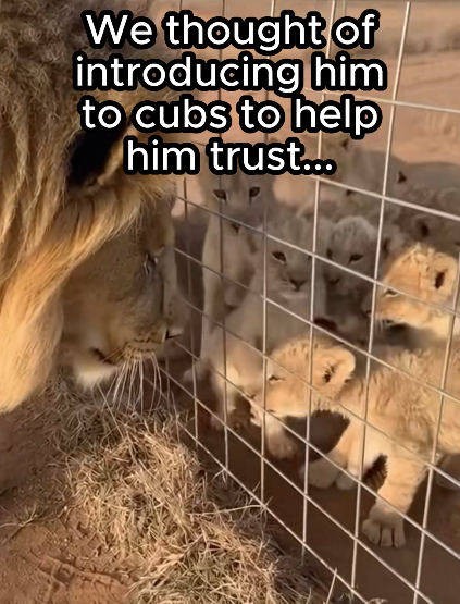 We thought of introducing him to cubs to help him trust...