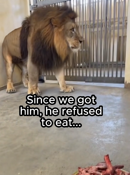 Since we got him, he refused to eat...