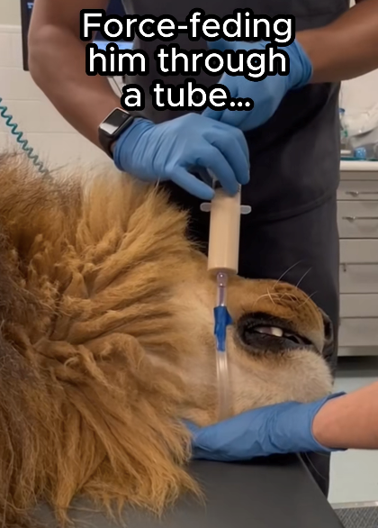 Force-feding him through a tube... ши