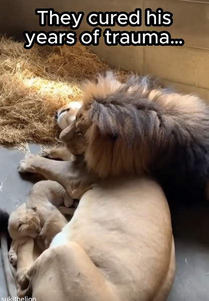 They cured his years of trauma... sukithelion