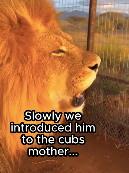 Slowly we introduced him to the cubs mother...