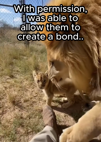 With permission, I was able to allow them to create a bond..