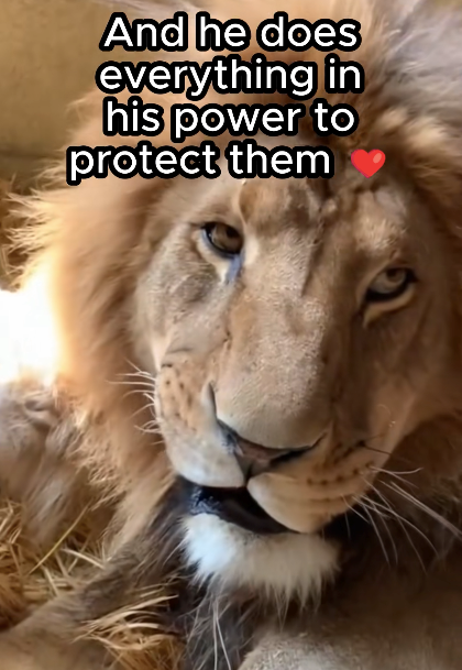 And he does everything in his power to protect them