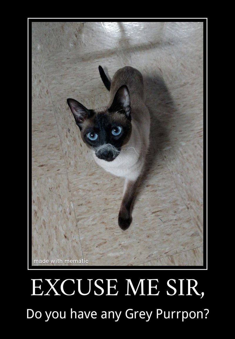 Cheezburger Image 10618696960