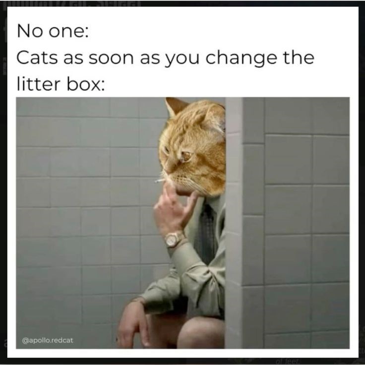 No one: Cats as soon as you change the litter box: @apollo.redcat of feet