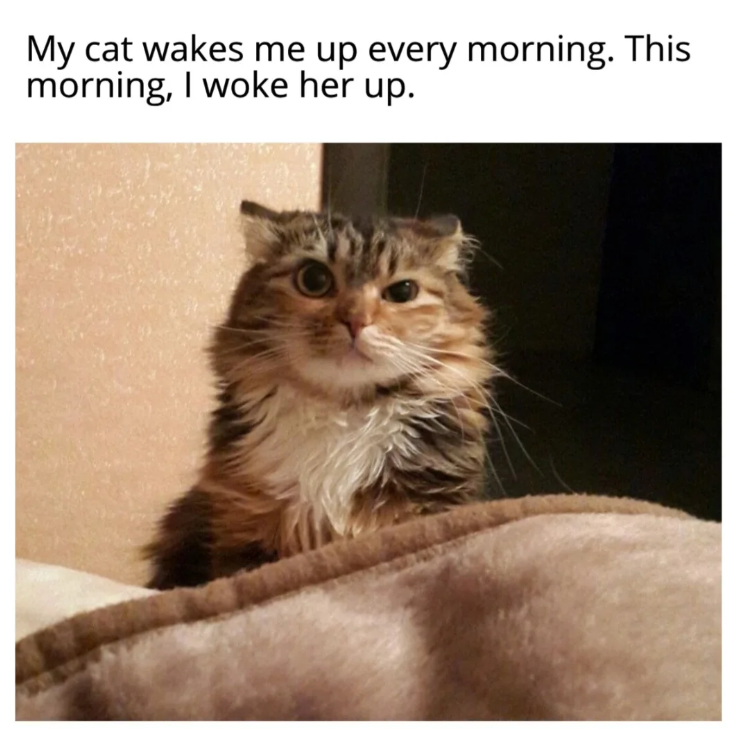 My cat wakes me up every morning. This morning, I woke her up.
