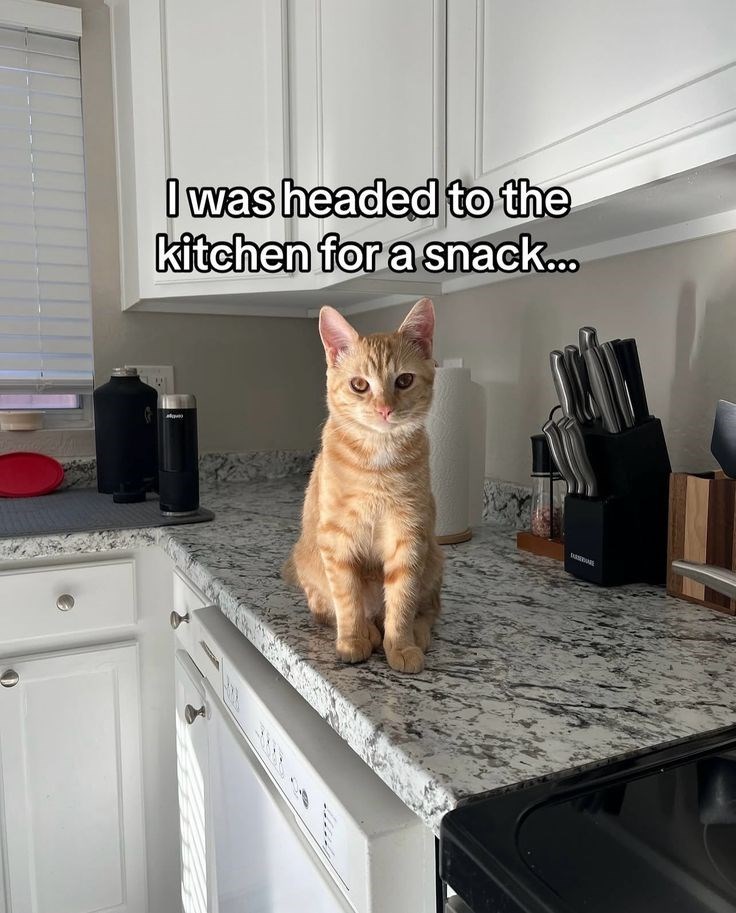 I was headed to the kitchen for a snack...