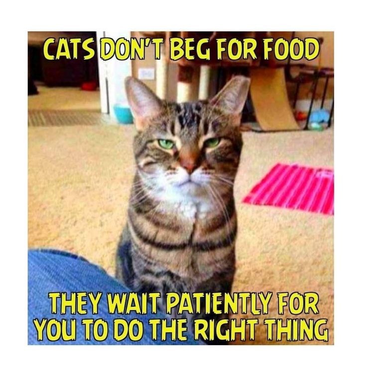 CATS DON'T BEG FOR FOOD THEY WAIT PATIENTLY FOR YOU TO DO THE RIGHT THING