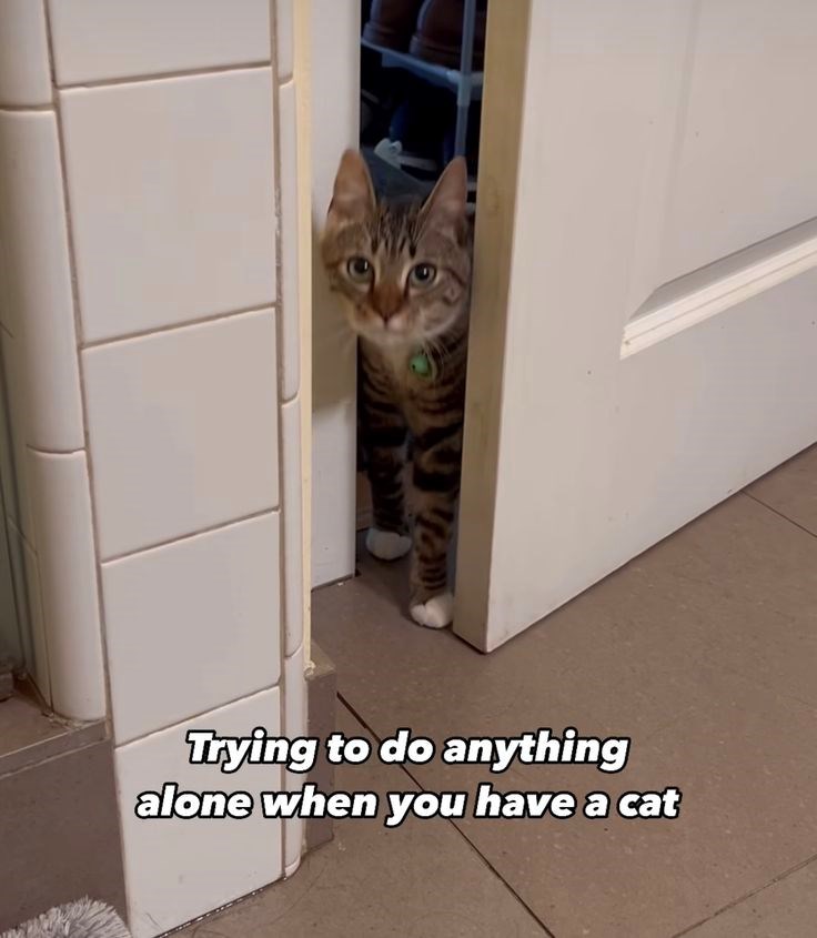 Trying to do anything alone when you have a cat