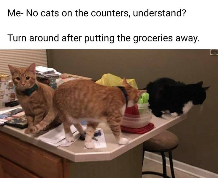 Me-No cats on the counters, understand? Turn around after putting the groceries away.