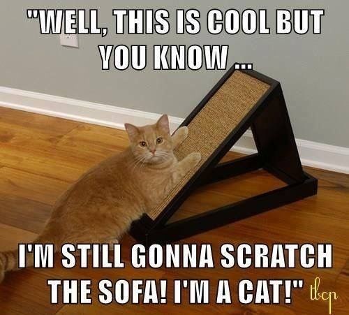 "WELL, THIS IS COOL BUT YOU KNOW... I'M STILL GONNA SCRATCH THE SOFA! I'M A CAT!" top