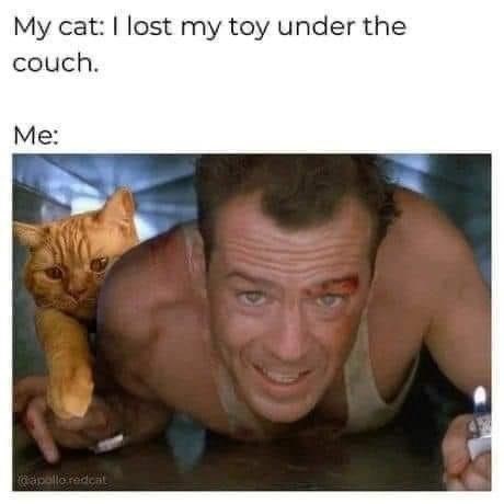 My cat: I lost my toy under the couch. Me: @apollo redcal
