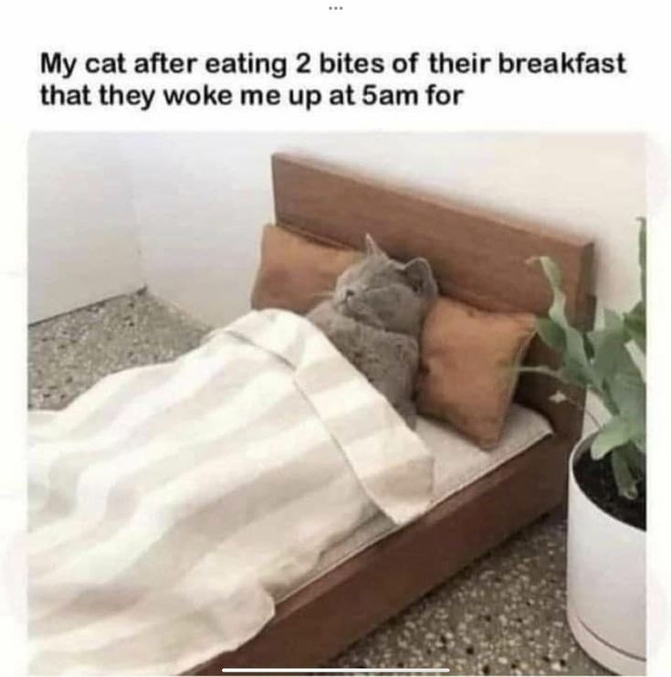 My cat after eating 2 bites of their breakfast that they woke me up at 5am for