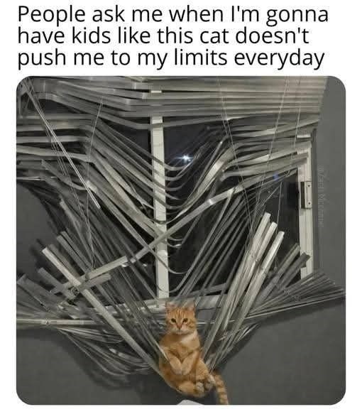 People ask me when I'm gonna have kids like this cat doesn't push me to my limits everyday Wach Mcono